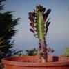 Euphorbia trigona v.rossa